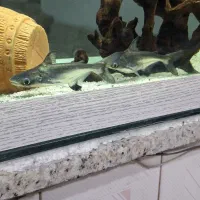 ماهی پنکوسی،فنکوسی