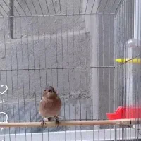 سهره نر دهن زن|پرنده|کرمانشاه, |دیوار