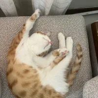 گربه