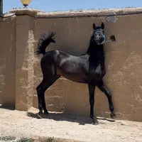 کره نریان از سهیل مریخ نصف قیمت به دلیل مهاجرت|اسب و تجهیزات اسب‌سواری|شیراز, جوادیه|دیوار