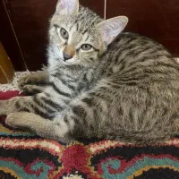 واگذاری بچه گربه