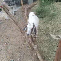 گوسفند فروشی|حیوانات مزرعه|ریگان, |دیوار