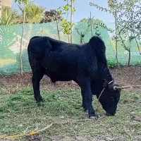 گاو و کل محلی دست پا بلند|حیوانات مزرعه|رحیمآباد, |دیوار