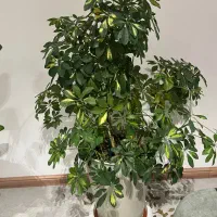 گل شفرا