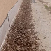 کود کبوتر وحشی خشک خشک