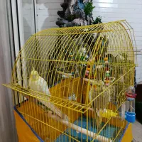 فروش عروس هلندی