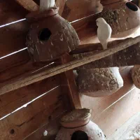 فروش چند جفت کوتوله سفید|پرنده|چابهار, |دیوار