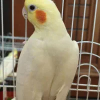عروس هلندی ماده
