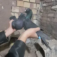 یه جفت کفتر زاغ‌کلاغ‌ خطری