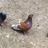 فروش کبوتر پرشی ساعتی قرمز، سبز و تلخ