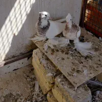 فروش کبوتر|پرنده|کوخرد هرنگ, |دیوار