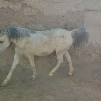 اسب|اسب و تجهیزات اسب‌سواری|پیر بکران, |دیوار