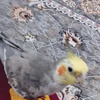 عروس هلندی گمشده