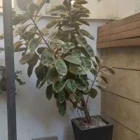 گل خونگی|گل و گیاه طبیعی|تهران, تجریش|دیوار