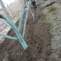 خدمات باغبانی محمد