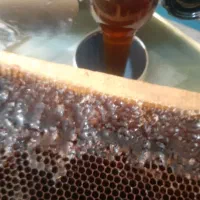 موم کندو سیاه طبیعی الان پر شده الان مریضها