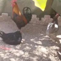 مرغ خروس جوجه|حیوانات مزرعه|کرمان, |دیوار