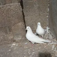 کبوتر یا کفتر|پرنده|رشت, بیجارپس|دیوار