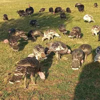 فروش 30عدد بوقلمون محلی|حیوانات مزرعه|پلدشت, |دیوار