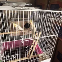 عروس هلندی جفت با دوجوجه