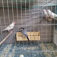 یک فنج نرگسی بالغ و دوتا جوجه دونخور|پرنده|تهران, شکیبا|دیوار