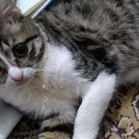 گربه‌ی شکم تخم مرغی