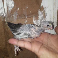عروس هلندی سرلاکی