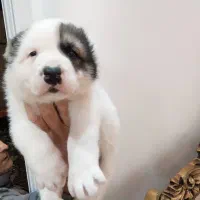 سگ آلابای سگ ماستیف روسی|سگ|کرج, کوی زنبق|دیوار