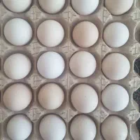 تخم مرغ گلین تازه و اصل|حیوانات مزرعه|اردبیل, |دیوار