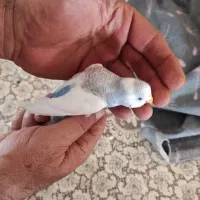 مرغ عشق|پرنده|شیراز, شهرک ولیعصر|دیوار