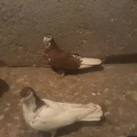 ساده افشون وکله سینه سرخ وسینه زرد|پرنده|مشهد, آبکوه|دیوار