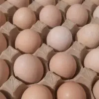 تخم مرغ محلی