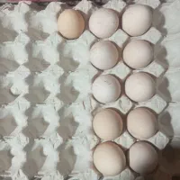 تخم مرغ لاری نطفه دار|حیوانات مزرعه|اقبالیه, |دیوار