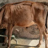 فروش یک راس گاو و گوساله|حیوانات مزرعه|آبدانان, |دیوار