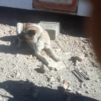 سگ نگهبان گله