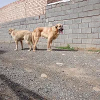 توله سگ سرابی