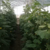 کاردرگلخانه