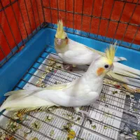 عروس هلندی لوتینو|پرنده|بندر انزلی, کلیور|دیوار