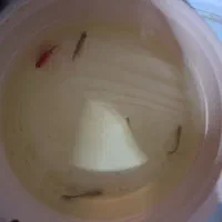 آکواریوم سایزمتوسط|ماهی|مشهد, فریزی|دیوار