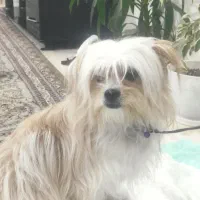 سگ شیتزو|سگ|شاهین‌شهر, شهرک گلدیس|دیوار