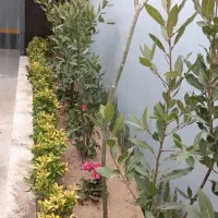 خدمات باغبانی پیروزی نارمک تهرانپارس رسالت مجیدیه|خدمات باغبانی و درختکاری|تهران, نیروی هوایی (پیروزی)|دیوار