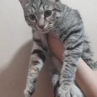 گربه خانگی|گربه|رفسنجان, |دیوار