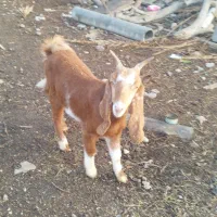 تیشتر عدانی کاملا جوان