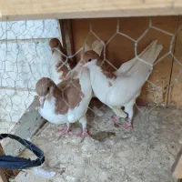 کبوتر جوانه