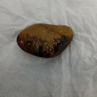 حجر شجر خام اصل