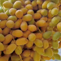 خارک حاج باقری اصل
