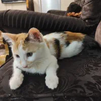 واگذاری رایگان گربه کالیکو