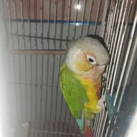 گرینچیک آناناسی|پرنده|زرند, |دیوار