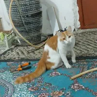 مژدگانی کمک به پیدا کردن گربه