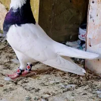 کبوتر طوقی کله سرخ شازده کفتر|پرنده|یزد, |دیوار